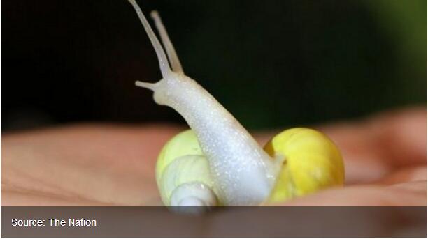 Two new species of Thai snails ideal for skin care, Unilever opts for 'mobile marketing' in SE Asia, Gattefosse's Mumbai facility represents region's success, Oriflame assesses novel active